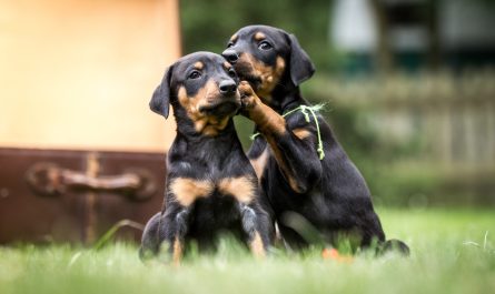 Mutuelle pour chien