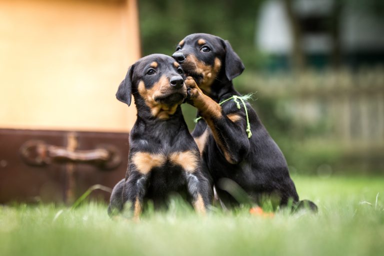 Mutuelle pour chien